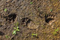 На берегу реки Кан в районе Женькиного ручья обнаружены следы медведей