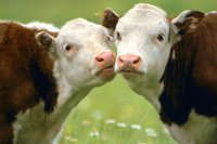 Опасных заболеваний у домашнего скота на территории Зеленогорска нет