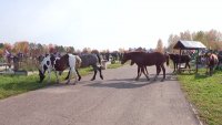 Кони топчут могилы. Кто виноват?