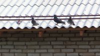 Дом на ул. Первостроителей, 22 превратился в голубятню