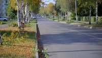 Зеленогорцы недовольны обрезкой берез на улице Мира