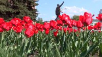 В этом году из-за правовых нюансов озеленители позже начнут благоустройство города