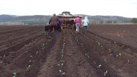 Зеленогорские аграрии завершили посевную кампанию