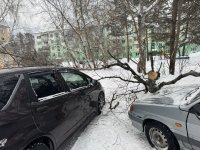 По ул.Строителей,7 ствол старой берёзы упал на припаркованные автомобили