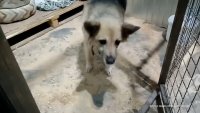 В Зеленогорске определен новый подрядчик по отлову безнадзорных животных