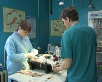 В обществе защиты животных «Любимые лапки» провели благотворительную акцию