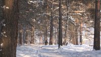 Зеленогорцам предлагают выбрать что благоустраивать