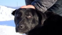 Пес, которого бросили на территории бывшей сортировки мусора, обрёл новых хозяев