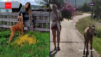 Спасённая ручная лосиха переезжает в Зеленогорский зоопарк