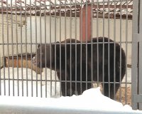 Стали просыпаться обитатели зеленогорского зоопарка