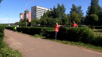 Кустарники как по линеечке
