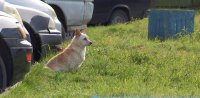 В Зеленогорске определен подрядчик по отлову безнадзорных животных