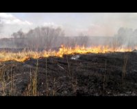 С 00 часов 30 апреля на территории Зеленогорска вводится особый противопожарный режим