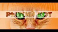 16.04.2025-Рыжий кот