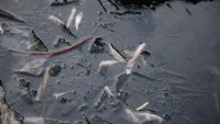 Зеленогорцы заметили мор рыбы на городском карьере
